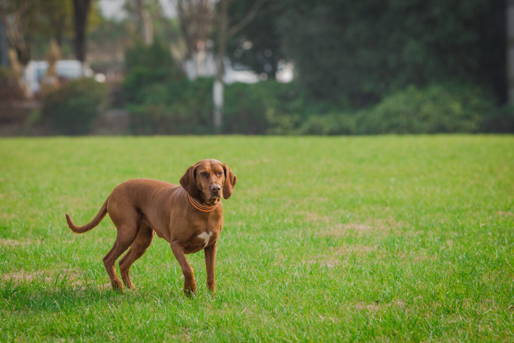 Happy dog running freely within a virtual gps dog fence safe zone.