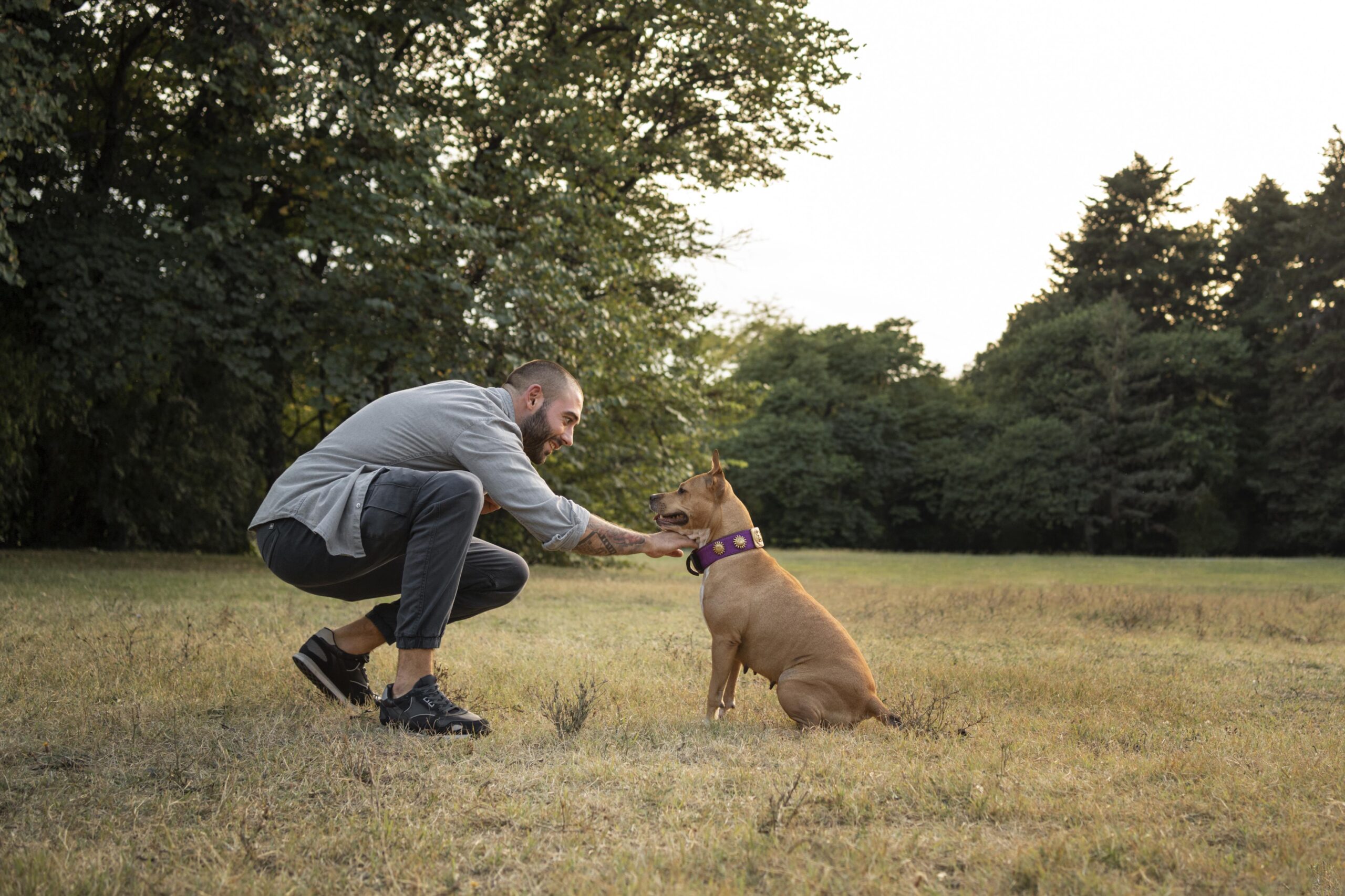 Dog wearing a gps dog fence collar sitting outdoors in a safe open area.